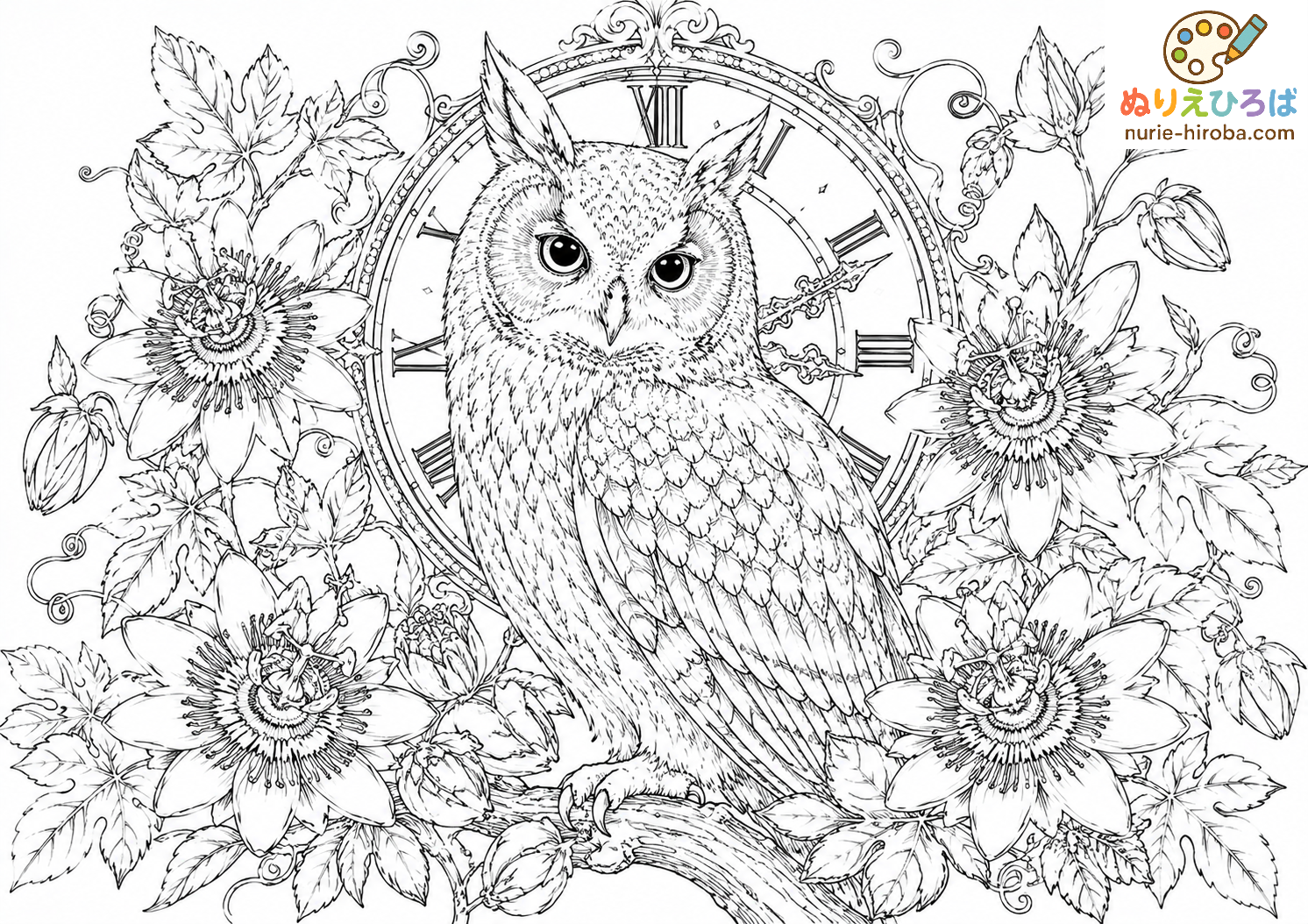 フクロウと時計草の塗り絵（プレビュー）