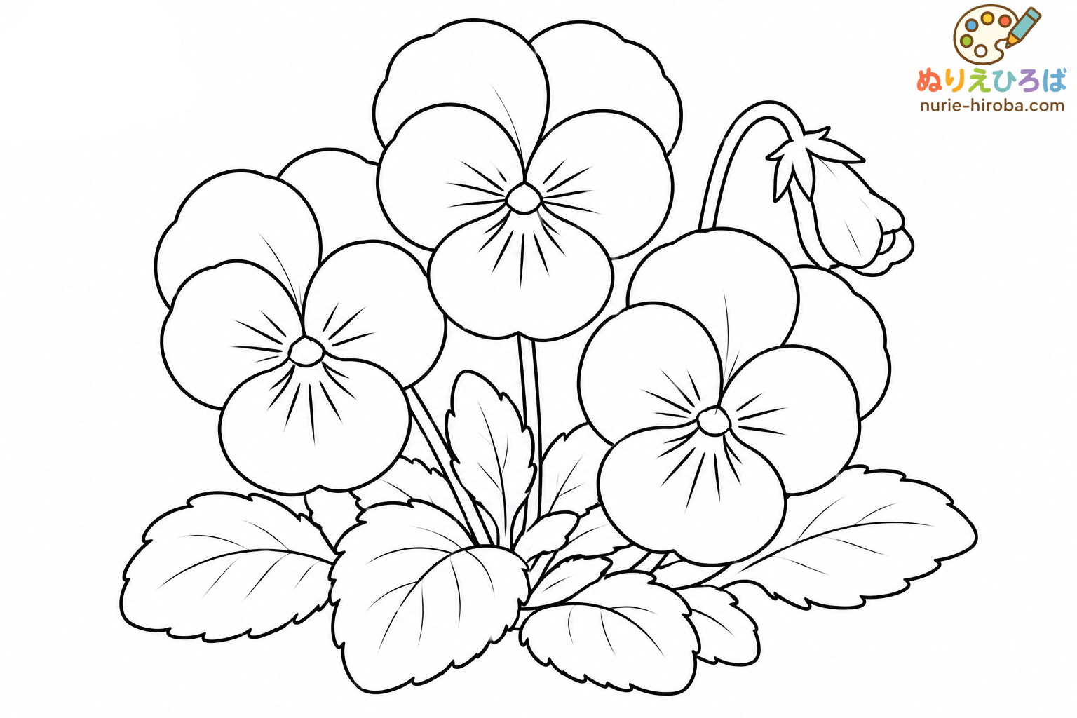 パンジーの塗り絵（プレビュー）